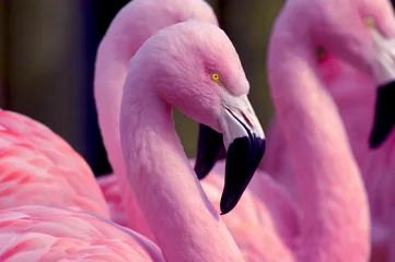Zelfklevend Fotobehang Flamingo Chileense Flamingo& 39 s