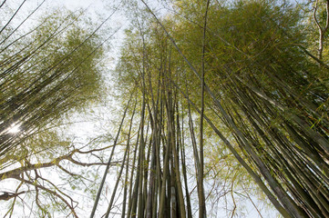 Bamboo background.