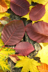Fototapeta na wymiar Autumn leaves on the wooden background