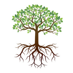 Obraz premium Color Tree and Roots. Vector Illustration.