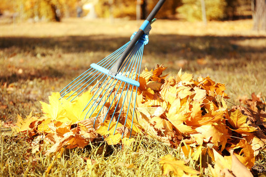 Raking fall leaves with rake