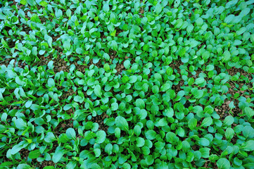 Green choysum in growth at vegetable garden