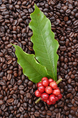 red ripe coffee on coffee beans backgournd