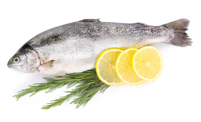 Fresh sea fish with lemon and rosemary isolated on white background