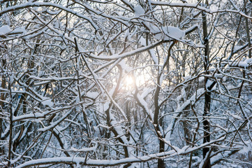 冬の森林の朝