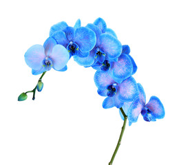 Naklejka na ściany i meble Beautiful blue orchid flower isolated on white background