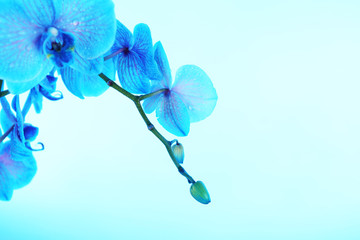 Fototapeta na wymiar Beautiful orchid flower on blue background