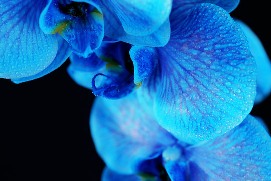 Fototapeta Beautiful blue orchid flower on black background