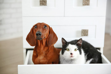 Beautiful cat and dachshund dog sitting in chest of drawers