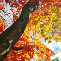 a tall maple tree with red and yellow leaves in fall