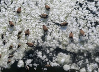 Canadian Geese and Mallard Ducks on Frozen Ice of Delaware River, Aerial View  