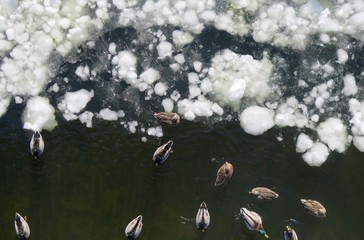 Canadian Geese and Mallard Ducks on Frozen Ice of Delaware River, Aerial View  
