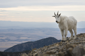 Mountain goat overlooking the valley from a mountain peak