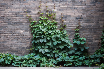 Wall with a green leaves