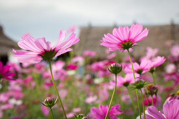 beautiful pink cosmos field under and hut background
