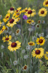 Obraz premium Montana wildflower blanketflower (Gaillardia aristata)