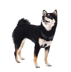 Obraz premium Siba inu dog isolated on white