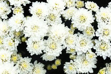 aster flower background 