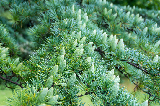Green pine tree cones in spring
