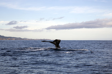 Humpback Whale’s tail going down at Cabo San Lucas, Mexico