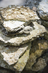 fossil remains of clams at Krabi