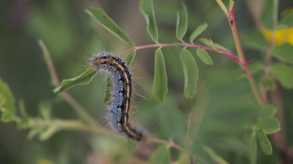 Western Tent Caterpillar Larvae (Malacosoma californicum)