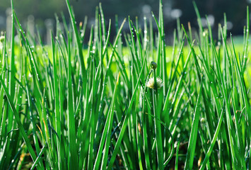 green spring onion in growth at vegetable garden