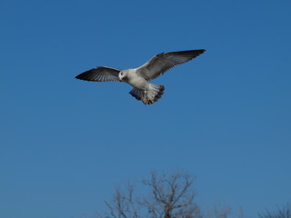 Seagull Descending