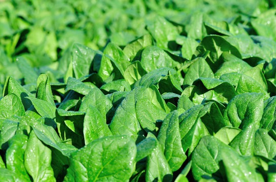green spinach in growth at vegetable garden