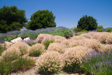 Fototapeta na wymiar Soft grasses of California in Summer