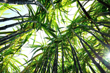 Obraz na płótnie Canvas sugarcane in growth at field