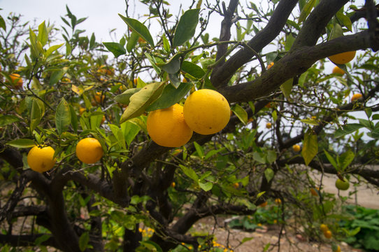 Oranges in fruit orchard in California