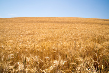 Grasses glow in Summer sunshine in California
