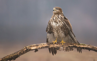 Common buzzard (Buteo buteo)