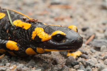 Fire salamander