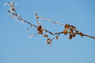 single branch with snow and the sky