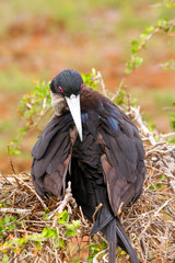 Female Magnificent Frigatebird on North Seymour Island, Galapago