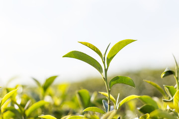 Tea tree leaf