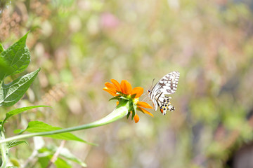 Butterfly on Zinnia flower