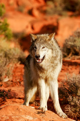 Gray wolf (Canis lupus)