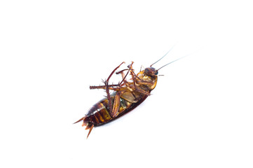 Dead cockroach isolated on a white background