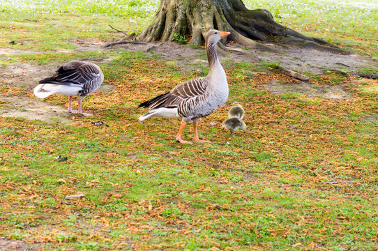 Greylag goose family