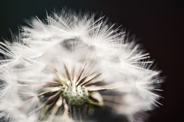 Macro image of dandelion, small depth of field.