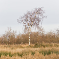 Bare Silver birch (Betula pendula)