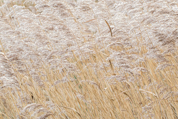 Reed bed
