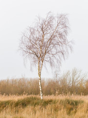 Bare Silver birch (Betula pendula)
