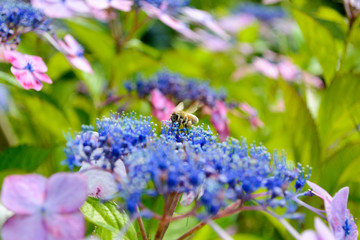 紫陽花とミツバチ