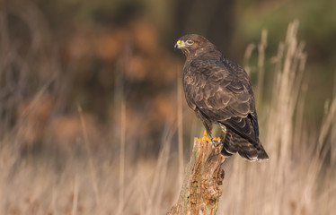 Common buzzard (Buteo buteo)