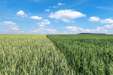 Weizenfeld neben einem Feld mit grünem Hafer 