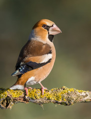 Hawfinch (Coccothraustes coccothraustes)
